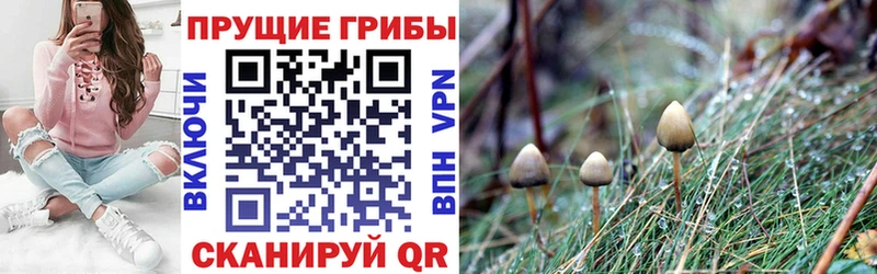 ссылка на мегу маркетплейс  наркотики  Белая Холуница  Галлюциногенные грибы мицелий 